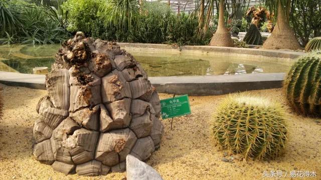 南非叶什么时候吃最好，南非叶吃什么的（多肉推荐：龟甲龙的鉴赏与养护）