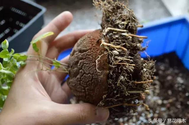 南非叶什么时候吃最好，南非叶吃什么的（多肉推荐：龟甲龙的鉴赏与养护）