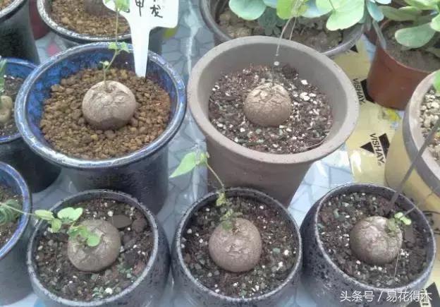 南非叶什么时候吃最好，南非叶吃什么的（多肉推荐：龟甲龙的鉴赏与养护）