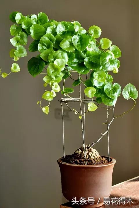 南非叶什么时候吃最好，南非叶吃什么的（多肉推荐：龟甲龙的鉴赏与养护）