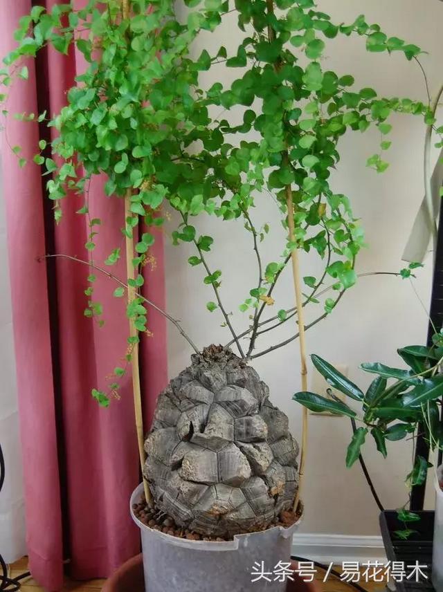 南非叶什么时候吃最好，南非叶吃什么的（多肉推荐：龟甲龙的鉴赏与养护）