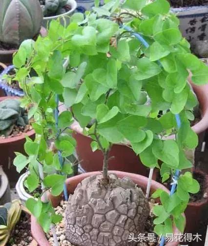 南非叶什么时候吃最好，南非叶吃什么的（多肉推荐：龟甲龙的鉴赏与养护）