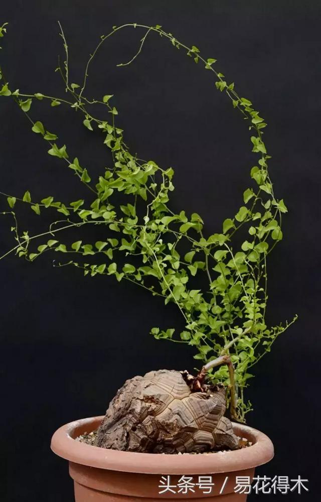 南非叶什么时候吃最好，南非叶吃什么的（多肉推荐：龟甲龙的鉴赏与养护）