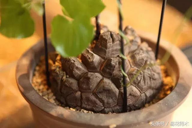 南非叶什么时候吃最好，南非叶吃什么的（多肉推荐：龟甲龙的鉴赏与养护）