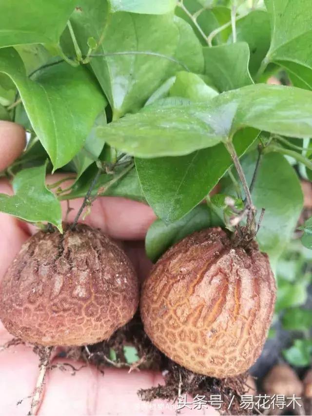 南非叶什么时候吃最好，南非叶吃什么的（多肉推荐：龟甲龙的鉴赏与养护）