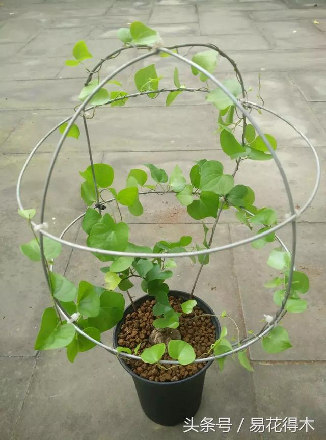 南非叶什么时候吃最好，南非叶吃什么的（多肉推荐：龟甲龙的鉴赏与养护）