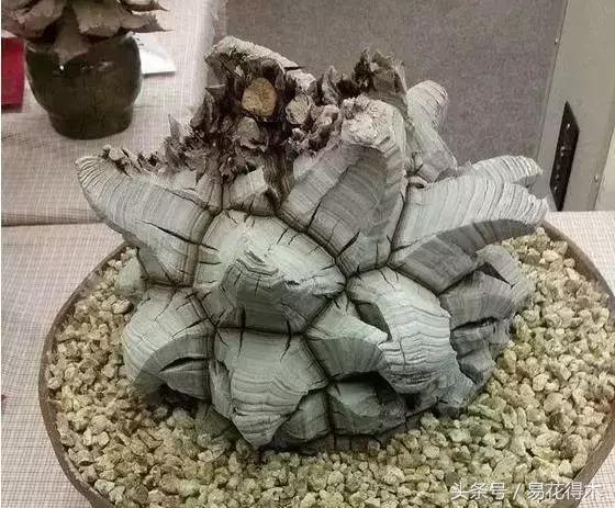 南非叶什么时候吃最好，南非叶吃什么的（多肉推荐：龟甲龙的鉴赏与养护）