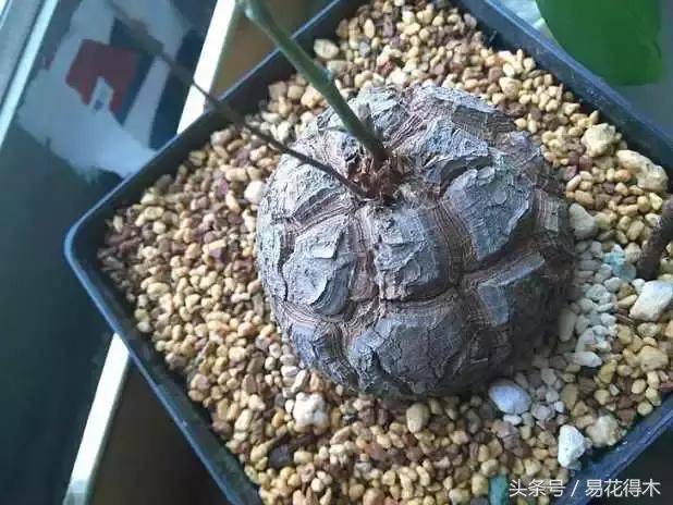 南非叶什么时候吃最好，南非叶吃什么的（多肉推荐：龟甲龙的鉴赏与养护）