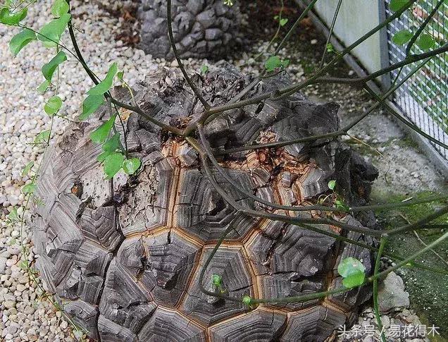 南非叶什么时候吃最好，南非叶吃什么的（多肉推荐：龟甲龙的鉴赏与养护）