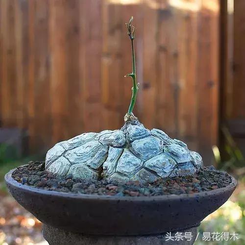 南非叶什么时候吃最好，南非叶吃什么的（多肉推荐：龟甲龙的鉴赏与养护）