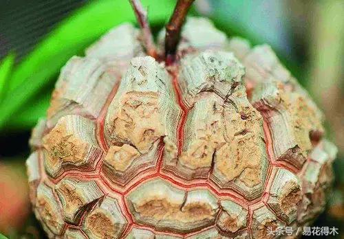 南非叶什么时候吃最好，南非叶吃什么的（多肉推荐：龟甲龙的鉴赏与养护）