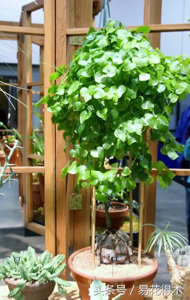 南非叶什么时候吃最好，南非叶吃什么的（多肉推荐：龟甲龙的鉴赏与养护）