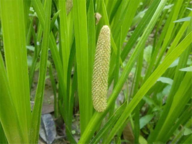 房子四周用什么药防蛇，房子周围防蛇的方法（用这种草切碎撒房子四周）