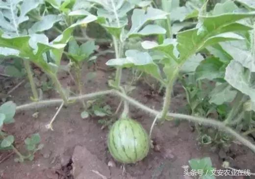 伊丽莎白瓜的简单切法，伊丽莎白瓜果盘切法（高手总结西甜瓜高产小技巧）