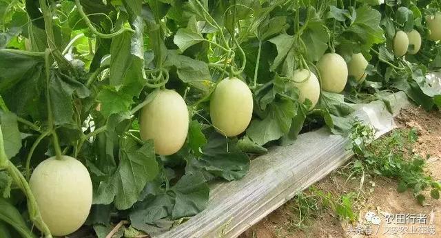 伊丽莎白瓜的简单切法，伊丽莎白瓜果盘切法（高手总结西甜瓜高产小技巧）