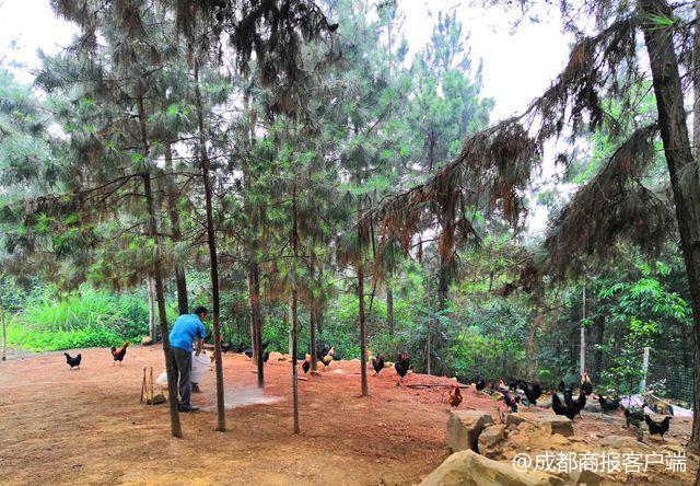 风投一般月薪多少，风险投资年薪多少万（白领月薪过万辞职返乡养鸡）