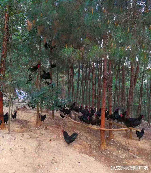 风投一般月薪多少，风险投资年薪多少万（白领月薪过万辞职返乡养鸡）