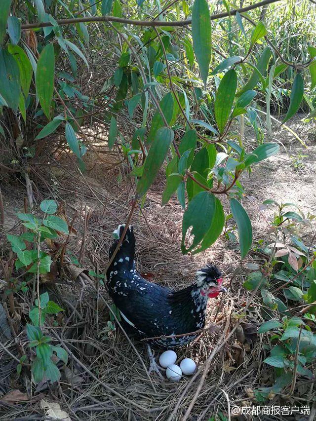 风投一般月薪多少，风险投资年薪多少万（白领月薪过万辞职返乡养鸡）
