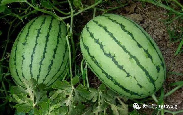 吃西瓜有哪些益处，西瓜几大功效和禁忌