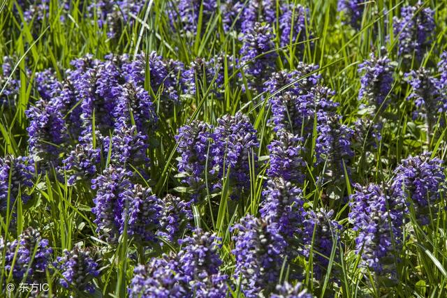 夏枯草的功效与作用的功效和作用是什么，夏枯草的功效与作用的功效和副作用是什么（中草药夏枯草的妙用）