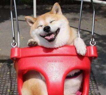 母狗发情有什么特征，狗狗一般隔多久来一次月经（狗狗发情期征兆及正确处理方式）