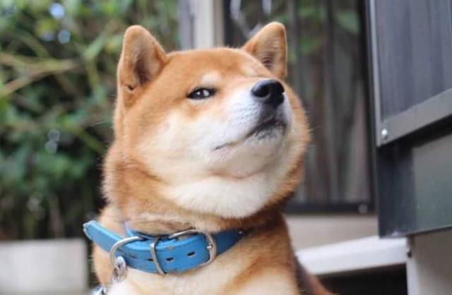 母狗发情有什么特征，狗狗一般隔多久来一次月经（狗狗发情期征兆及正确处理方式）