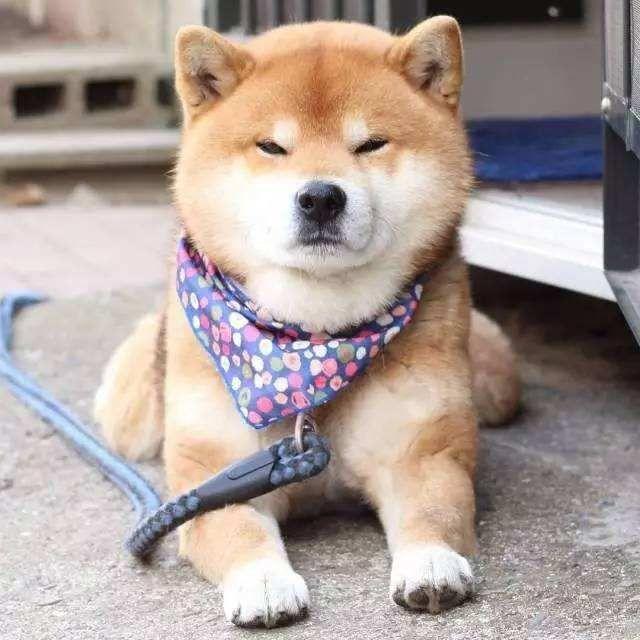 母狗发情有什么特征，狗狗一般隔多久来一次月经（狗狗发情期征兆及正确处理方式）