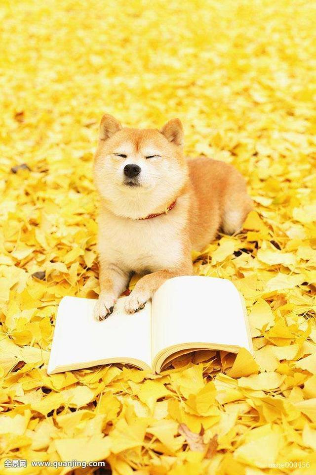 母狗发情有什么特征，狗狗一般隔多久来一次月经（狗狗发情期征兆及正确处理方式）