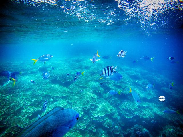 浮潜是什么意思，潜水的潜是什么意思（看完帕劳浮潜组图你会秒懂）