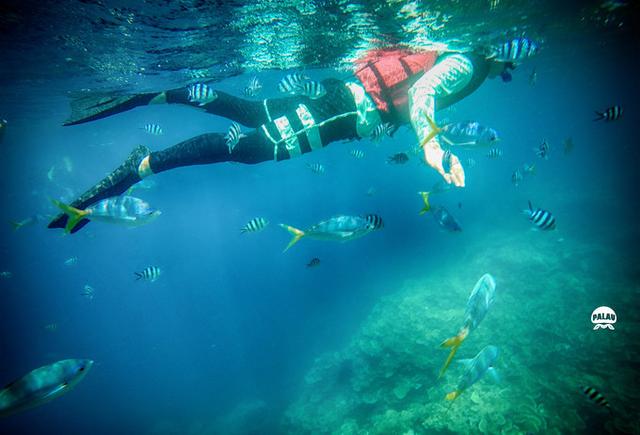 浮潜是什么意思，潜水的潜是什么意思（看完帕劳浮潜组图你会秒懂）
