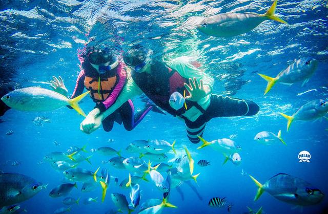 浮潜是什么意思，潜水的潜是什么意思（看完帕劳浮潜组图你会秒懂）