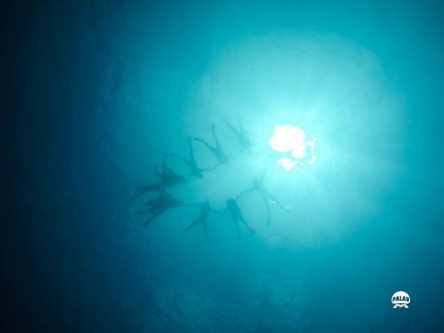 浮潜是什么意思，潜水的潜是什么意思（看完帕劳浮潜组图你会秒懂）