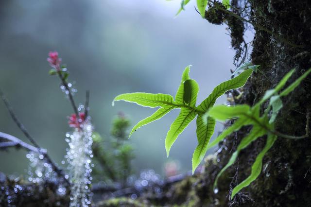 天街小雨润如酥的下一句，天街小雨润如酥下一句作者是谁（韩愈最著名的唐诗七绝）