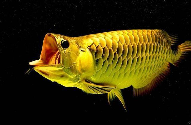 罗汉鱼头洞病治疗方法，罗汉鱼头洞病治疗方法图解（鱼缸里饲养的罗汉鱼为何眼球突出）