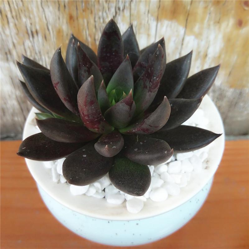 黑骑士(古紫)——黑色系的士古色系多肉