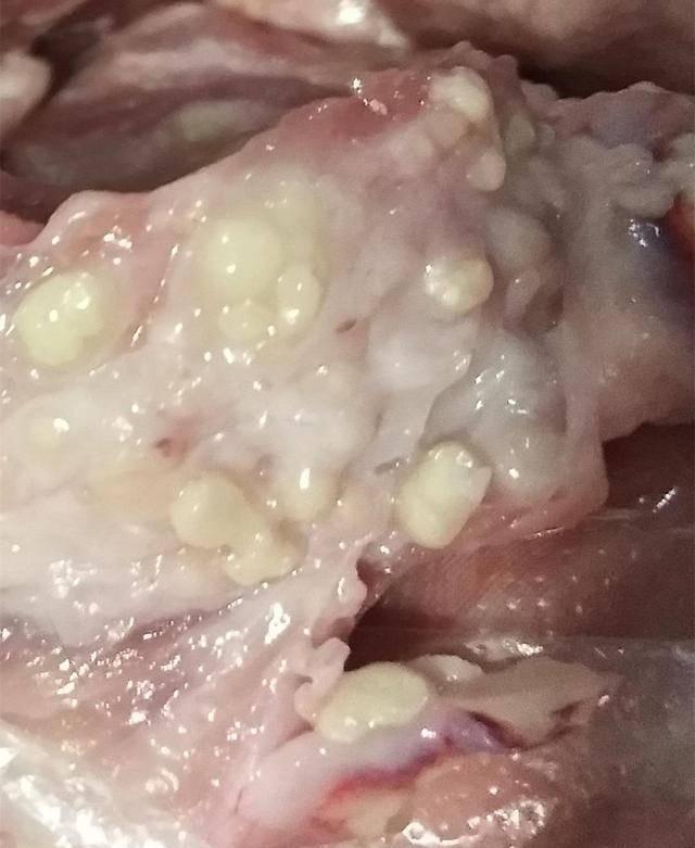 猪带绦虫头节图图片