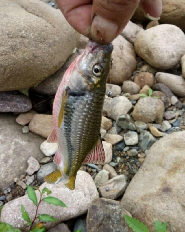 石斑魚圖片大全,石斑魚種類(從大溪到小澗都有這種石斑魚)