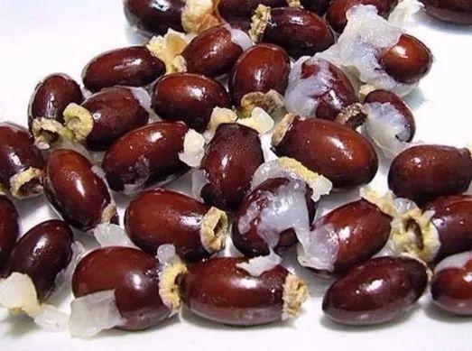 水果的果果核(这几种水果别再买,把果核种起来,多到吃不完!