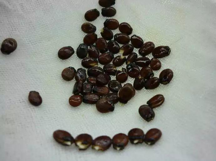 水果的果果核(这几种水果别再买,把果核种起来,多到吃不完!