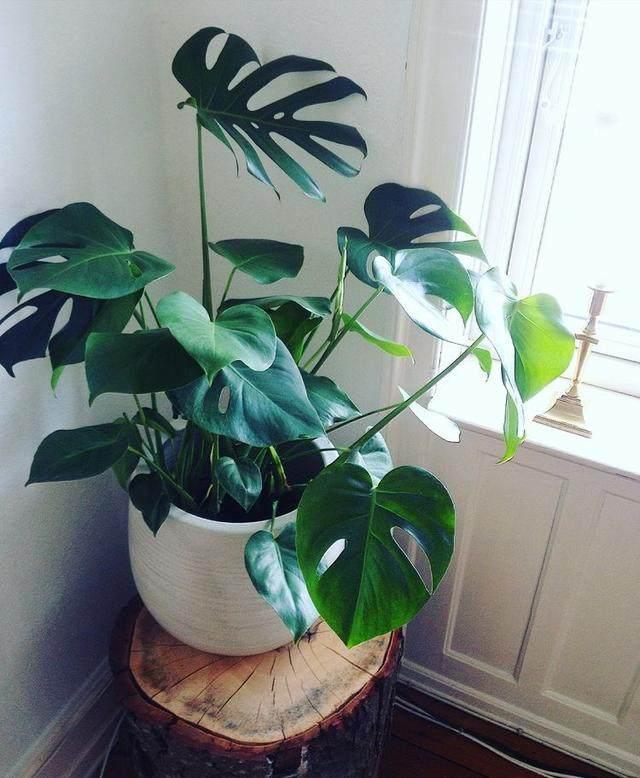 水仙花的风水效应在小植物中也能起到很大的作用，水仙花对风水有什么作用（这几种植物旺人也旺家）