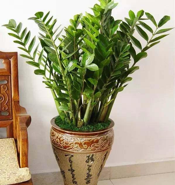 水仙花的风水效应在小植物中也能起到很大的作用，水仙花对风水有什么作用（这几种植物旺人也旺家）