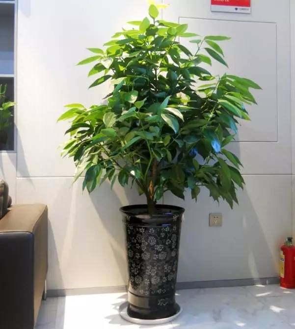 水仙花的风水效应在小植物中也能起到很大的作用，水仙花对风水有什么作用（这几种植物旺人也旺家）