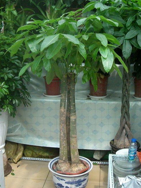 水仙花的风水效应在小植物中也能起到很大的作用，水仙花对风水有什么作用（这几种植物旺人也旺家）