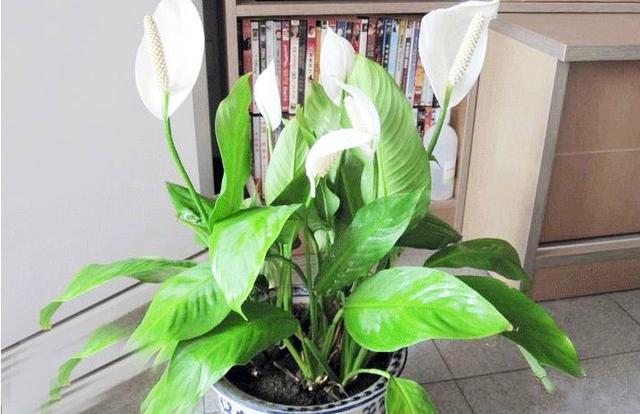 水仙花的风水效应在小植物中也能起到很大的作用，水仙花对风水有什么作用（这几种植物旺人也旺家）
