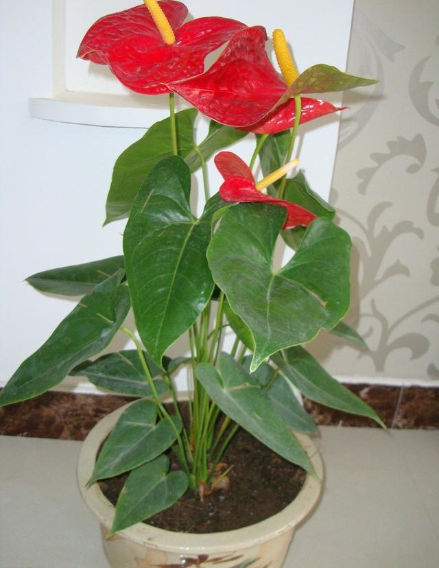 水仙花的风水效应在小植物中也能起到很大的作用，水仙花对风水有什么作用（这几种植物旺人也旺家）
