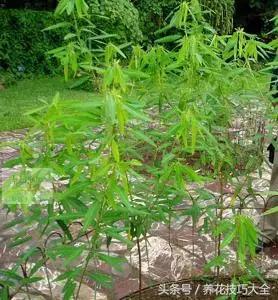 会跳舞的草是什么，会跳舞的草叫什么（大自然里的舞者——跳舞草）