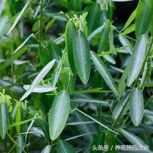 会跳舞的草是什么，会跳舞的草叫什么（大自然里的舞者——跳舞草）