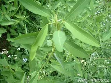 会跳舞的草是什么，会跳舞的草叫什么（大自然里的舞者——跳舞草）