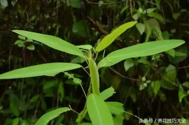 会跳舞的草是什么，会跳舞的草叫什么（大自然里的舞者——跳舞草）