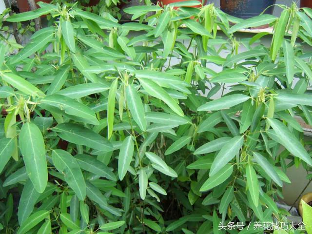 会跳舞的草是什么，会跳舞的草叫什么（大自然里的舞者——跳舞草）